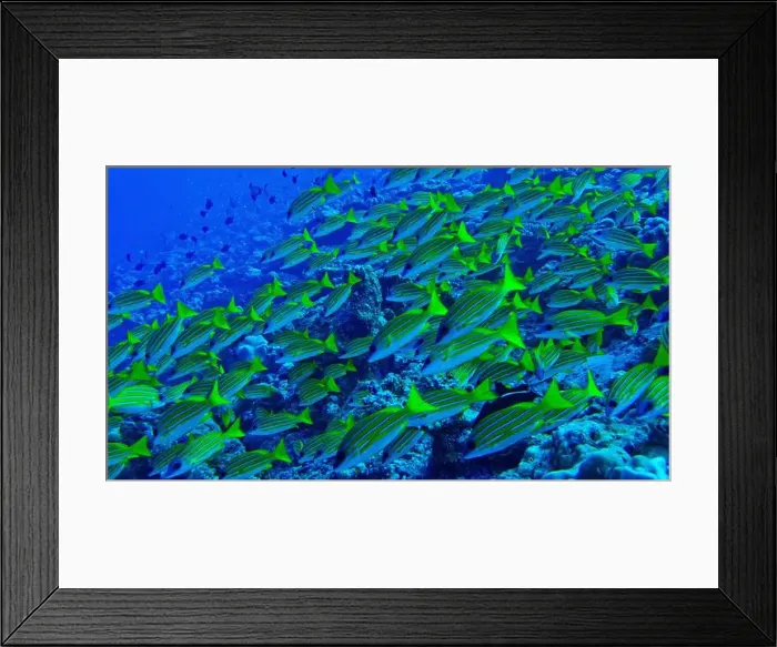 Framed Print : Blue-striped Snapper, Lutjanus kasmira, North Ari Atoll, Maldives, Indian Ocean, Asia Framed Print : Blue-striped Snapper, Lutjanus kasmira, North Ari Atoll, Maldives, Indian Ocean, Asia