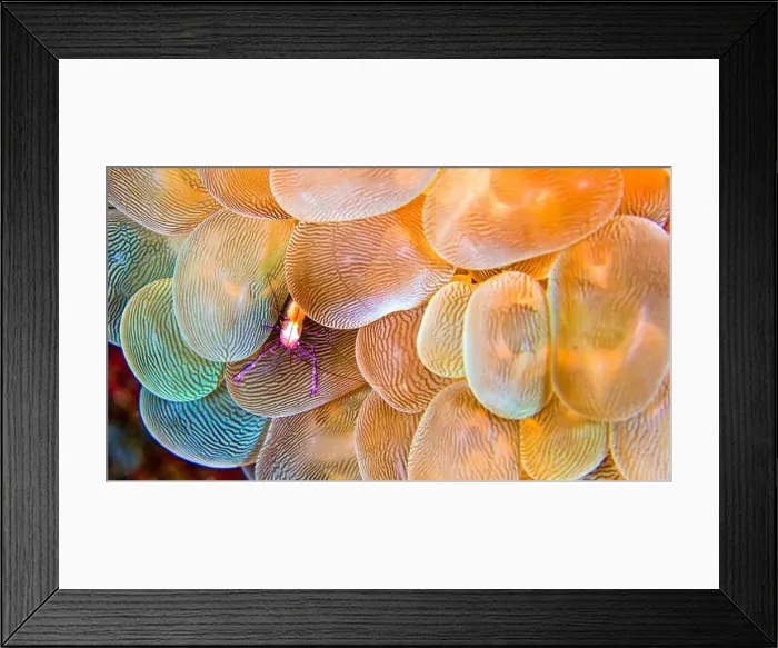Framed Print : Coral Commensal Shrimp, Bubble Coral Shrimp Framed Print : Coral Commensal Shrimp, Bubble Coral Shrimp