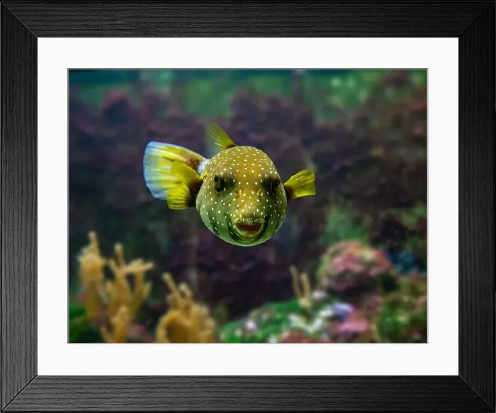 Framed Print : White-spotted puffer, Whitespotted blaasop or Stripedbelly blowfish (Arothron hispidus) Framed Print : White-spotted puffer, Whitespotted blaasop or Stripedbelly blowfish (Arothron hispidus)