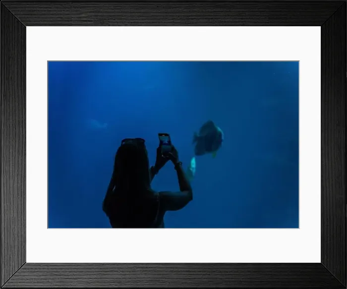 Framed Print : Silhouette of a woman in an oceanarium photographing exotic fish. Beautiful dark background. High quality photo Framed Print : Silhouette of a woman in an oceanarium photographing exotic fish. Beautiful dark background. High quality photo