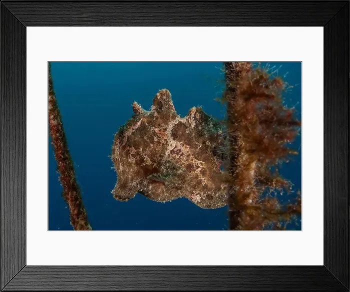 Framed Print : Frog fish in the Red Sea Colorful and beautiful, Eilat Israel Framed Print : Frog fish in the Red Sea Colorful and beautiful, Eilat Israel