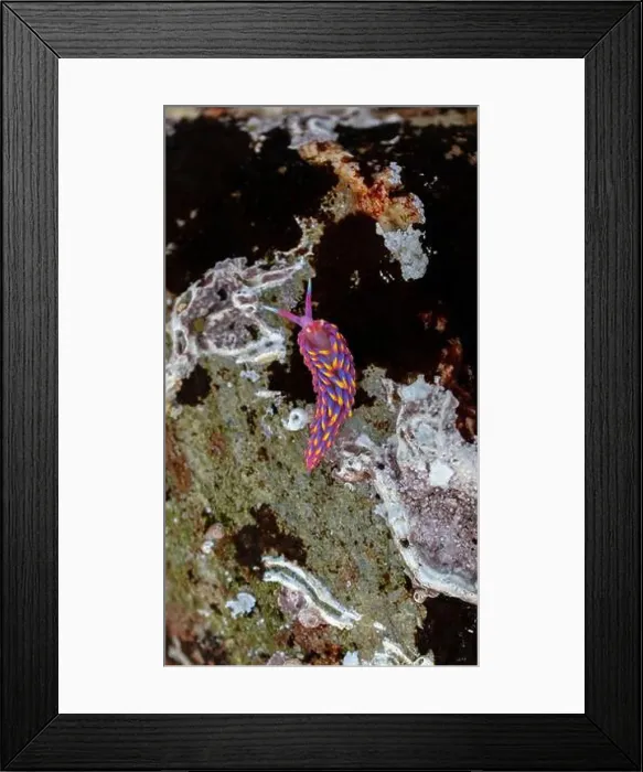 Framed Print : Rainbow Sea Slug / Nudibranch / Babakina anadoni in rock pool Falmouth Cornwall UK Framed Print : Rainbow Sea Slug / Nudibranch / Babakina anadoni in rock pool Falmouth Cornwall UK