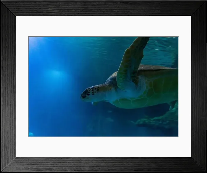 Framed Print : Large sea turtle swimming in the water, marine life in the aquatic environment of an oceanarium. High quality photo Framed Print : Large sea turtle swimming in the water, marine life in the aquatic environment of an oceanarium. High quality photo