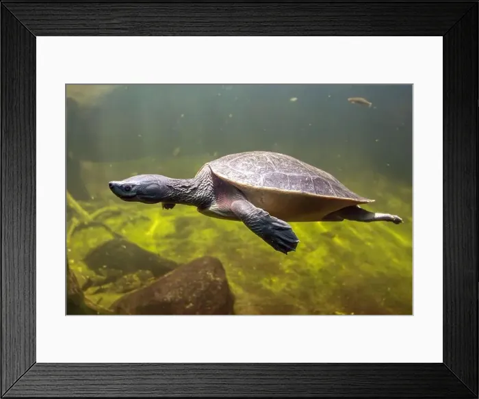 Framed Print : The northern river terrapin (Batagur baska) swims underwater Framed Print : The northern river terrapin (Batagur baska) swims underwater