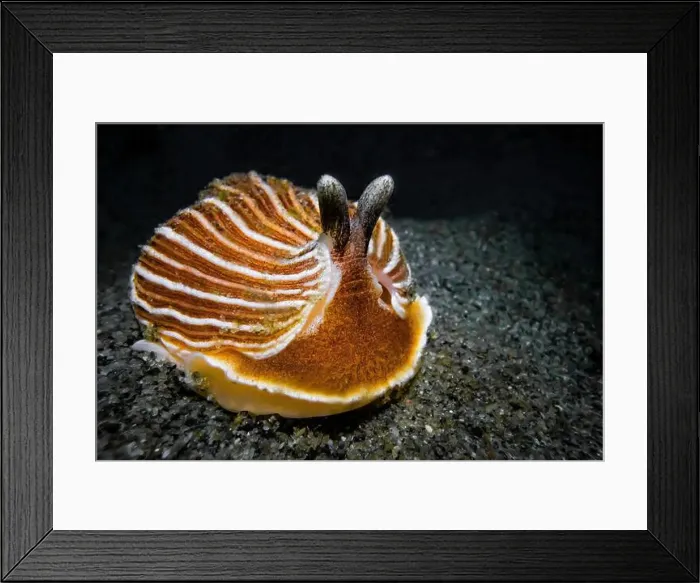 Framed Print : Striped Nudibranch, Armina californica, in sandy habitat off Fox Island in Puget Sound, Washington State, USA Framed Print : Striped Nudibranch, Armina californica, in sandy habitat off Fox Island in Puget Sound, Washington State, USA
