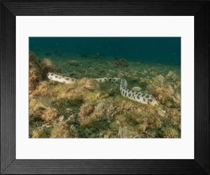 Framed Print : Tiger Snake Eel in the Red Sea Colorful and beautiful, Eilat Israel Framed Print : Tiger Snake Eel in the Red Sea Colorful and beautiful, Eilat Israel
