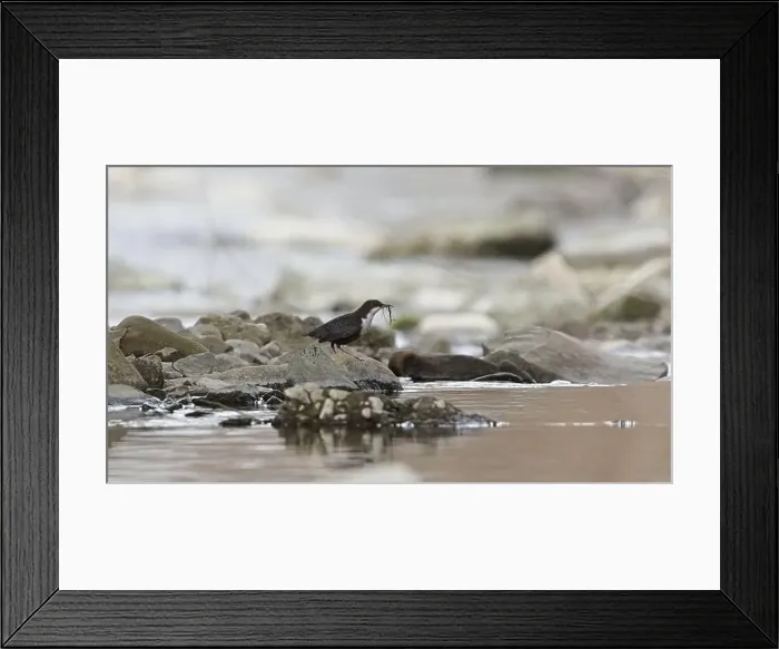 Framed Print : Cinclus cinclus aka White-throated dipper. Rare water bird is building nest on his habitat. Nature of Czech republic