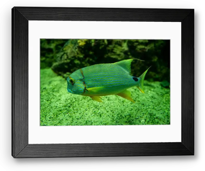 Framed Print : Blue-lined seabream or sailfin snapper (Symphorichthys spilurus) Framed Print : Blue-lined seabream or sailfin snapper (Symphorichthys spilurus)