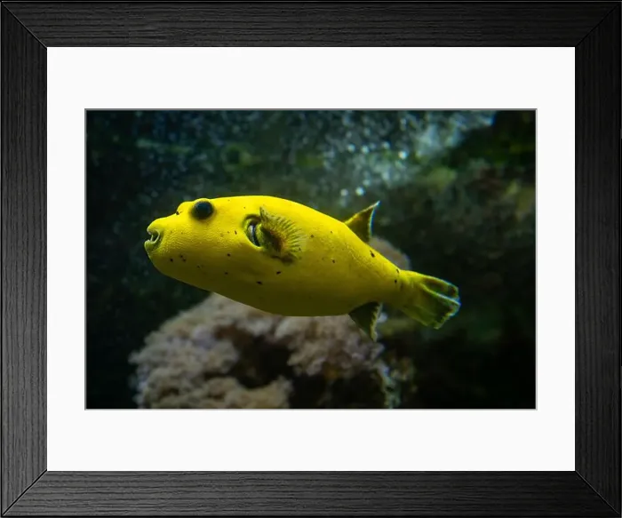 Framed Print : Yellow Blackspotted Puffer Or Dog-faced Puffer Fish Arothron Nigropunctatus Swimming In Water Framed Print : Yellow Blackspotted Puffer Or Dog-faced Puffer Fish Arothron Nigropunctatus Swimming In Water