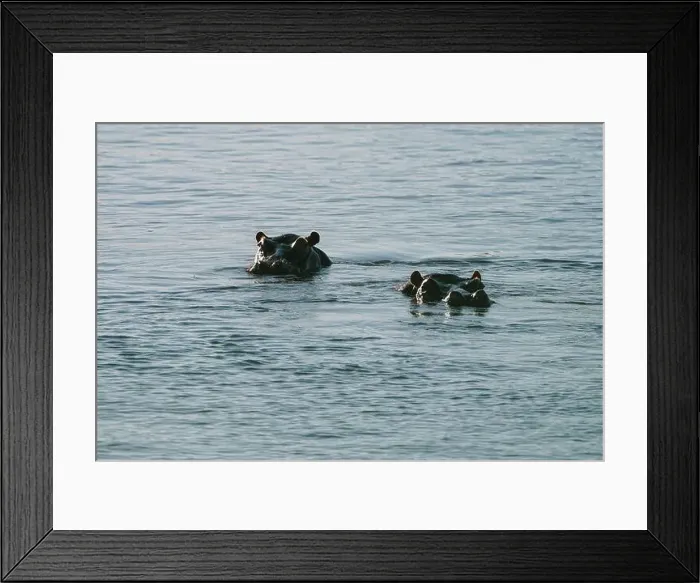 Framed Print : Hippopotamus swimming in Zambezi river in Zimbabwe Framed Print : Hippopotamus swimming in Zambezi river in Zimbabwe