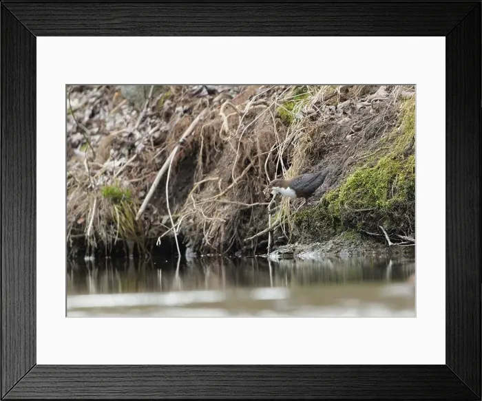 Framed Print : Cinclus cinclus aka White-throated dipper. Rare water bird is building nest on his habitat. Nature of Czech republic Framed Print : Cinclus cinclus aka White-throated dipper. Rare water bird is building nest on his habitat. Nature of Czech republic