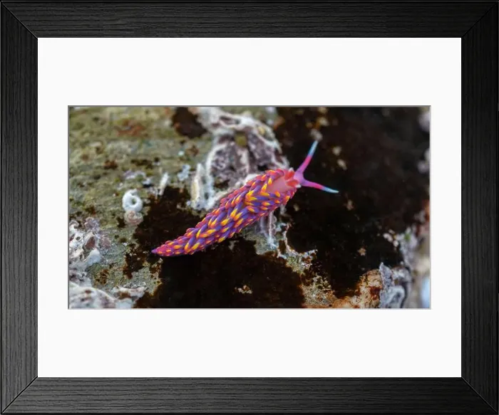 Framed Print : Rainbow Sea Slug / Nudibranch / Babakina anadoni in rock pool Falmouth Cornwall UK Framed Print : Rainbow Sea Slug / Nudibranch / Babakina anadoni in rock pool Falmouth Cornwall UK