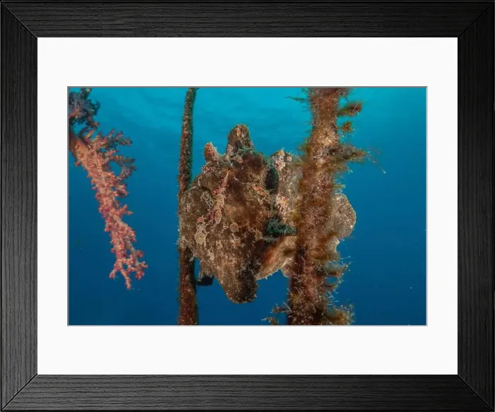Framed Print : Frog fish in the Red Sea Colorful and beautiful, Eilat Israel Framed Print : Frog fish in the Red Sea Colorful and beautiful, Eilat Israel