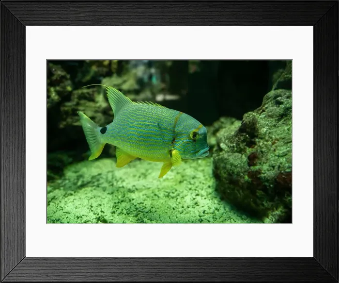 Framed Print : Blue-lined seabream or sailfin snapper (Symphorichthys spilurus) Framed Print : Blue-lined seabream or sailfin snapper (Symphorichthys spilurus)