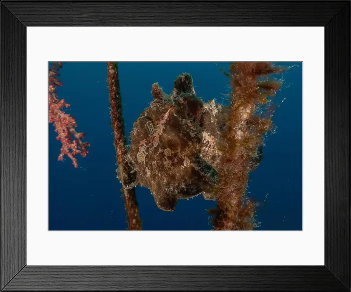 Framed Print : Frog fish in the Red Sea Colorful and beautiful, Eilat Israel Framed Print : Frog fish in the Red Sea Colorful and beautiful, Eilat Israel