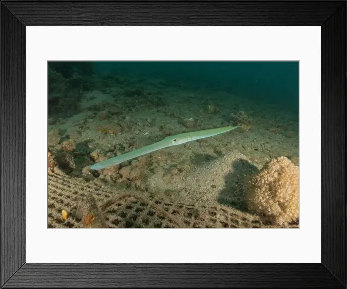 Framed Print : Squid in the Red Sea, Colorful and beautiful, Eilat, Israel Framed Print : Squid in the Red Sea, Colorful and beautiful, Eilat, Israel
