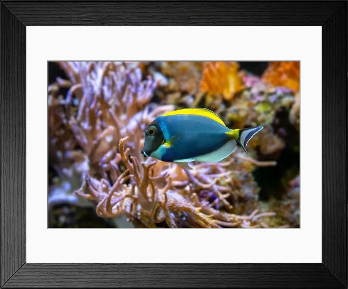 Framed Print : Powderblue surgeonfish, Acanthurus leucosternon / Weißkehl-Doktorfisch Framed Print : Powderblue surgeonfish, Acanthurus leucosternon / Weißkehl-Doktorfisch