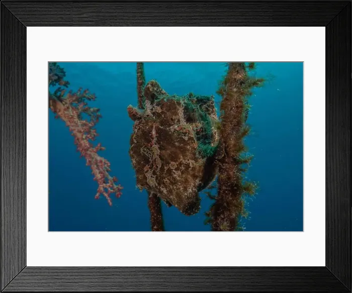 Framed Print : Frog fish in the Red Sea Colorful and beautiful, Eilat Israel Framed Print : Frog fish in the Red Sea Colorful and beautiful, Eilat Israel