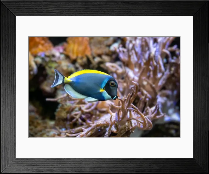 Framed Print : Powderblue surgeonfish, Acanthurus leucosternon  /  Weißkehl-Doktorfisch