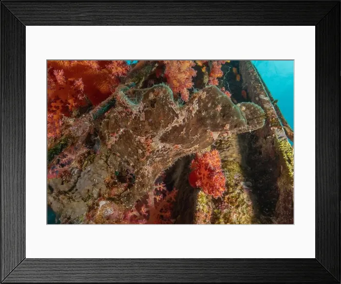 Framed Print : Frog fish in the Red Sea Colorful and beautiful, Eilat Israel Framed Print : Frog fish in the Red Sea Colorful and beautiful, Eilat Israel