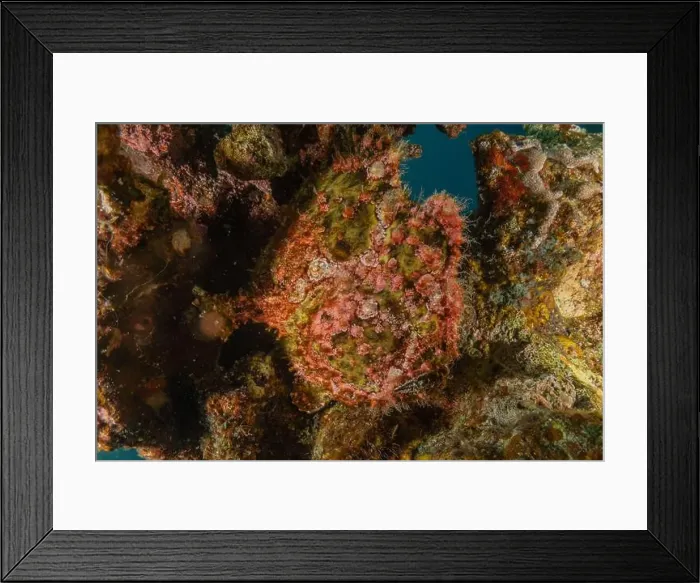 Framed Print : Frog fish in the Red Sea Colorful and beautiful, Eilat Israel Framed Print : Frog fish in the Red Sea Colorful and beautiful, Eilat Israel