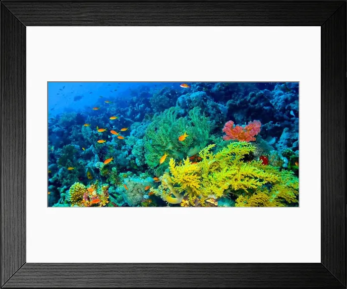 Framed Print : Underwater Landscape, Reef Building Corals, Coral Reef, Red Sea, Egypt, Africa
