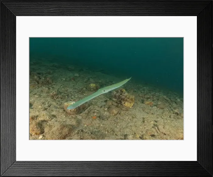 Framed Print : Squid in the Red Sea, Colorful and beautiful, Eilat, Israel Framed Print : Squid in the Red Sea, Colorful and beautiful, Eilat, Israel