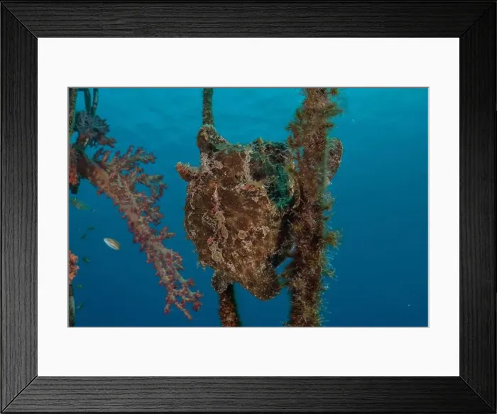 Framed Print : Frog fish in the Red Sea Colorful and beautiful, Eilat Israel Framed Print : Frog fish in the Red Sea Colorful and beautiful, Eilat Israel