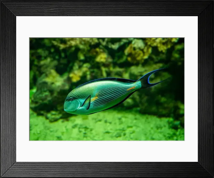 Framed Print : Sohal surgeonfish [Acanthurus sohal] of family Acanthuridae from Red Sea in Egypt