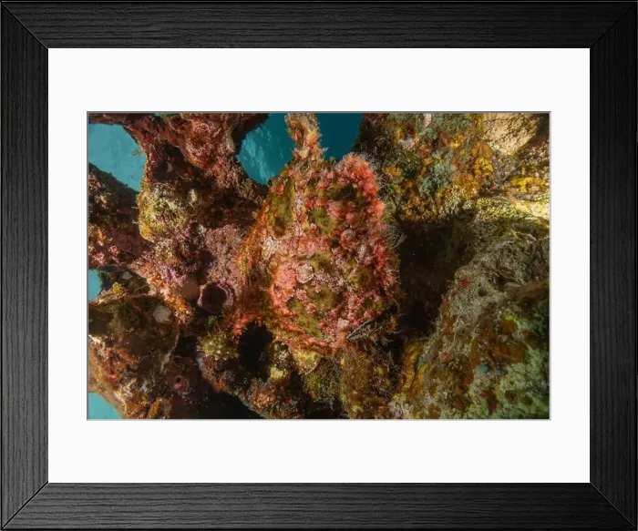 Framed Print : Frog fish in the Red Sea Colorful and beautiful, Eilat Israel Framed Print : Frog fish in the Red Sea Colorful and beautiful, Eilat Israel