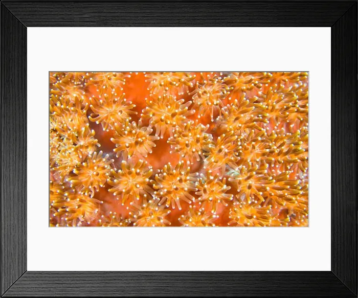 Framed Print : Boulder Coral, Stony Coral, Reef Building Corals Framed Print : Boulder Coral, Stony Coral, Reef Building Corals