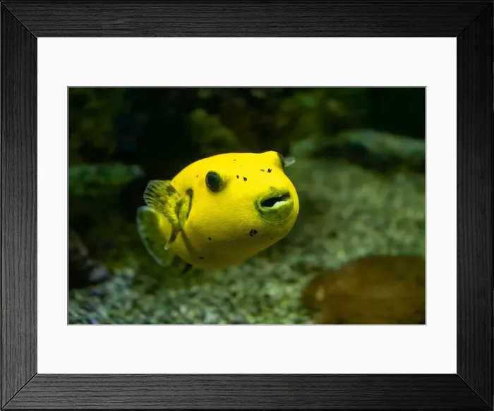 Framed Print : Yellow Blackspotted Puffer Or Dog-faced Puffer Fish Arothron Nigropunctatus Swimming In Water Framed Print : Yellow Blackspotted Puffer Or Dog-faced Puffer Fish Arothron Nigropunctatus Swimming In Water
