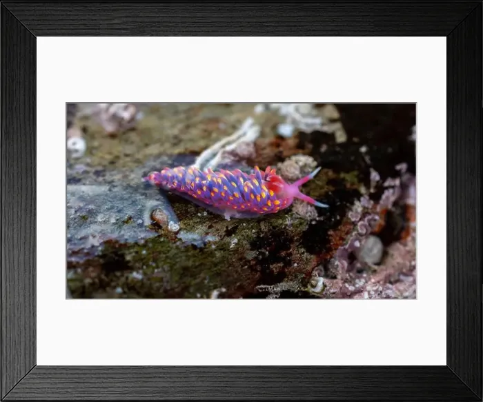 Framed Print : Rainbow Sea Slug / Nudibranch / Babakina anadoni in rock pool Falmouth Cornwall UK Framed Print : Rainbow Sea Slug / Nudibranch / Babakina anadoni in rock pool Falmouth Cornwall UK