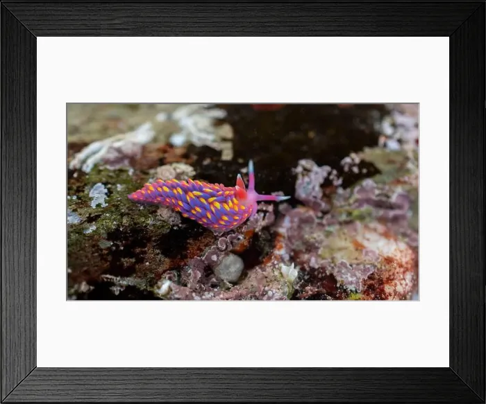 Framed Print : Rainbow Sea Slug / Nudibranch / Babakina anadoni in rock pool Falmouth Cornwall UK Framed Print : Rainbow Sea Slug / Nudibranch / Babakina anadoni in rock pool Falmouth Cornwall UK