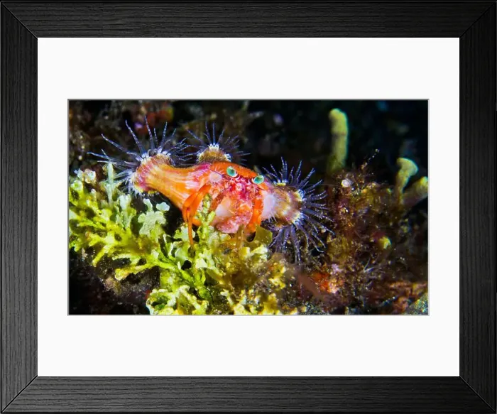 Framed Print : Anemone Hermit Crab, Dardanus pedunculatus, Left-handed Hermit Crab, Lembeh, North Sulawesi, Indonesia, Asia Framed Print : Anemone Hermit Crab, Dardanus pedunculatus, Left-handed Hermit Crab, Lembeh, North Sulawesi, Indonesia, Asia