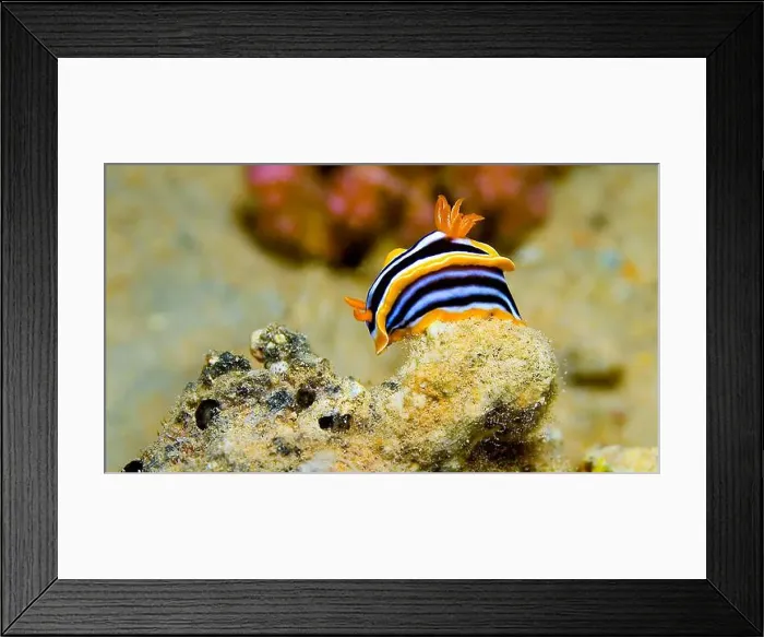 Framed Print : Pyjama Nudibranch, Chromodoris quadricolor, Coral Reef, Red Sea, Egypt, Africa Framed Print : Pyjama Nudibranch, Chromodoris quadricolor, Coral Reef, Red Sea, Egypt, Africa