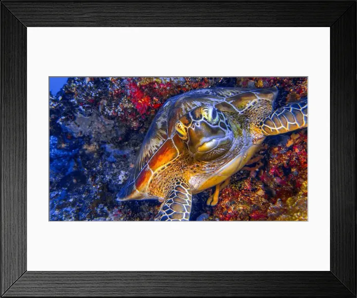 Framed Print : Green Sea Turtle, Chelonia mydas Framed Print : Green Sea Turtle, Chelonia mydas