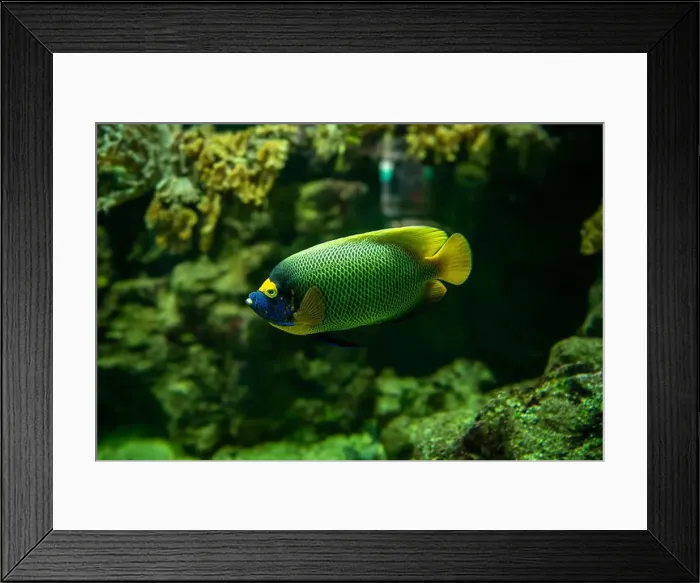 Framed Print : Blue faced angelfish Pomacanthus xanthometopon in a coral reef Framed Print : Blue faced angelfish Pomacanthus xanthometopon in a coral reef