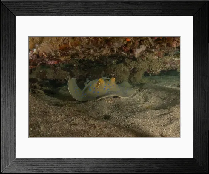 Framed Print : Blue-spotted stingray On the seabed in the Red Sea Eilat, Israel Framed Print : Blue-spotted stingray On the seabed in the Red Sea Eilat, Israel