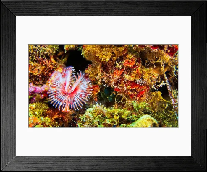 Framed Print : Peacock Worm, Serpula vermicularis