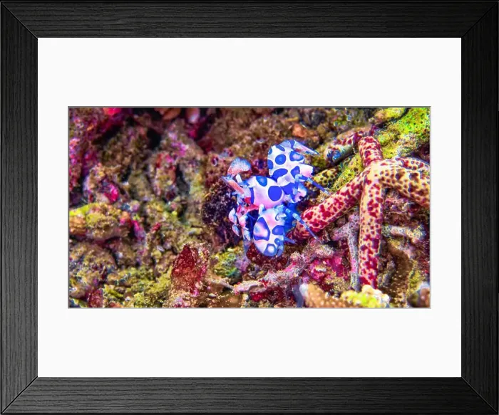 Framed Print : Harlequin Shrimp, Hymenocera picta Framed Print : Harlequin Shrimp, Hymenocera picta