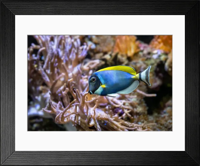 Framed Print : Powderblue surgeonfish, Acanthurus leucosternon / Weißkehl-Doktorfisch Framed Print : Powderblue surgeonfish, Acanthurus leucosternon / Weißkehl-Doktorfisch