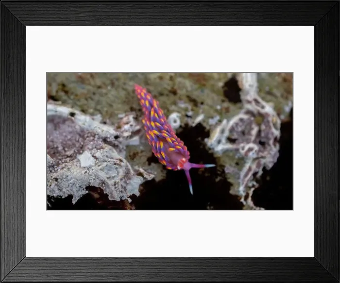 Framed Print : Rainbow Sea Slug / Nudibranch / Babakina anadoni in rock pool Falmouth Cornwall UK Framed Print : Rainbow Sea Slug / Nudibranch / Babakina anadoni in rock pool Falmouth Cornwall UK