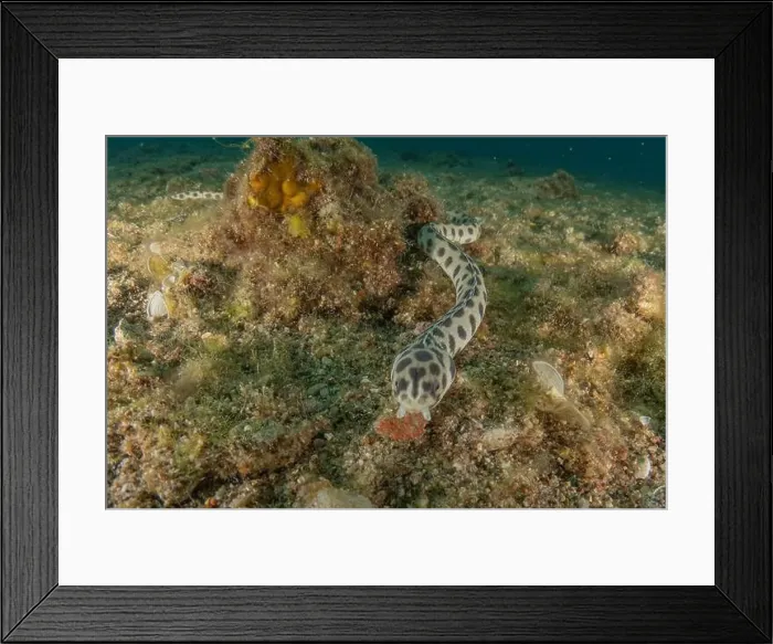 Framed Print : Tiger Snake Eel in the Red Sea Colorful and beautiful, Eilat Israel Framed Print : Tiger Snake Eel in the Red Sea Colorful and beautiful, Eilat Israel
