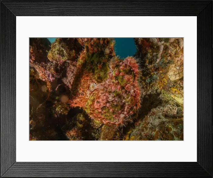 Framed Print : Frog fish in the Red Sea Colorful and beautiful, Eilat Israel Framed Print : Frog fish in the Red Sea Colorful and beautiful, Eilat Israel