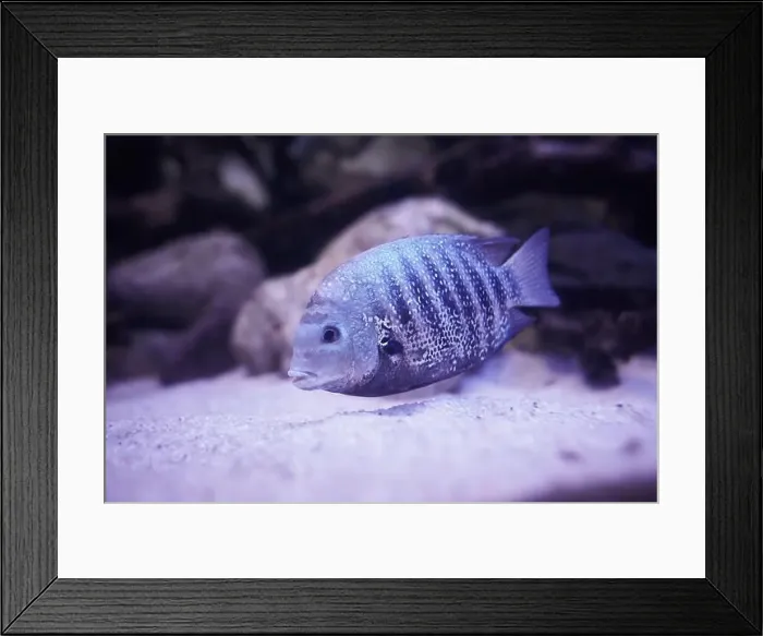 Framed Print : Silver Cichlid fish swimming in the clean sea underwater with colorful corals background Framed Print : Silver Cichlid fish swimming in the clean sea underwater with colorful corals background