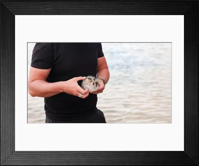 Framed Print : A person examines a fascinating pufferfish near the water on Socotra, showcasing its distinct features and texture Framed Print : A person examines a fascinating pufferfish near the water on Socotra, showcasing its distinct features and texture