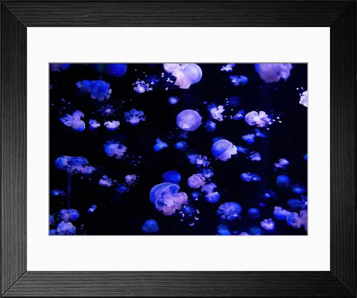 Framed Print : Phyllorhiza punctata is a species of jellyfish
