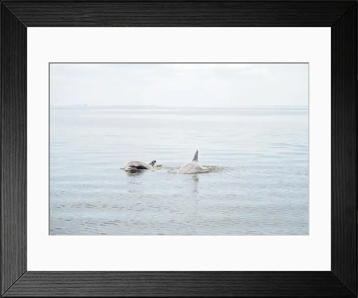 Framed Print : Two dolphins swim and surface in calm ocean waters Framed Print : Two dolphins swim and surface in calm ocean waters