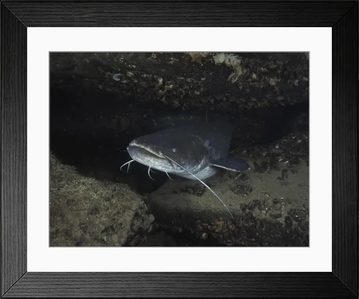 Framed Print : A catfish (Silurus glanis), catfish Framed Print : A catfish (Silurus glanis), catfish